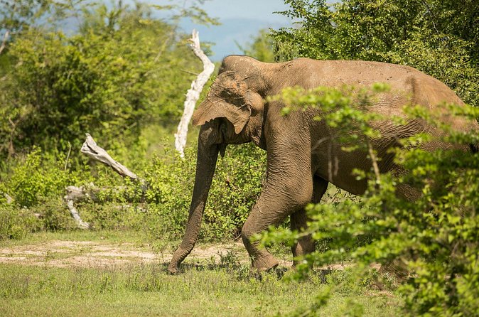 Explore Beyond the Ordinary - Gal Oya Offers the Tour’s Most Unusual Wildlife