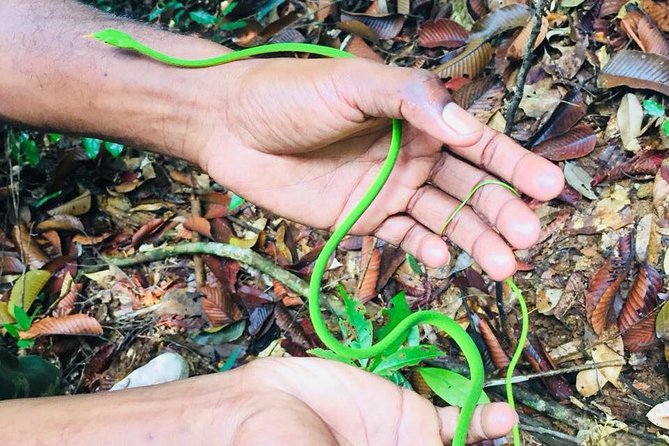 Explore Singharaja Forest Reserve (mirissa/weligama & Galle) - Leaving Mirissa, Weligama, or Galle before breakfast