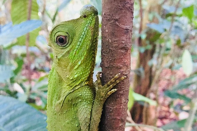 Explore Singharaja Forest Reserve (mirissa/weligama & Galle) - Should you book the Sinharaja Forest Reserve tour?