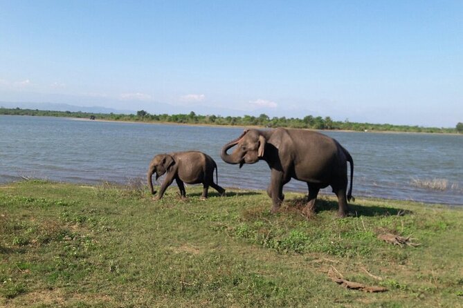 Explore The Beauty Of Udawalawe National Park From South Coast During 01 Day - Why choose Udawalawe from the South Coast?