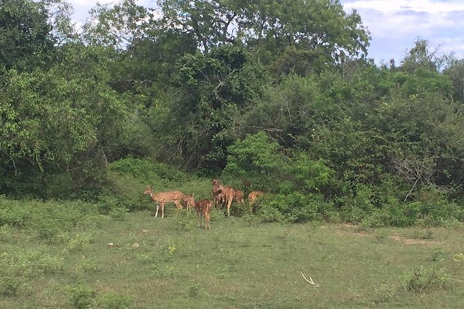 Explore The Beauty Of Udawalawe National Park From South Coast During 01 Day - Elephants, birds, crocodiles, and the real safari appeal