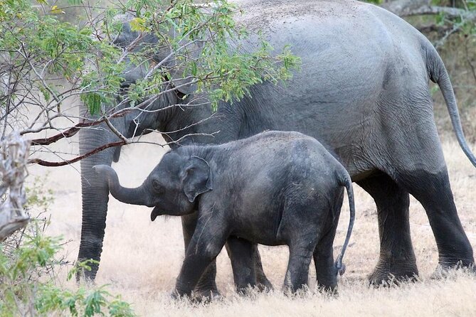 Explore The Beauty Of Udawalawe National Park From South Coast During 01 Day - The optional Elephant Transit Home visit