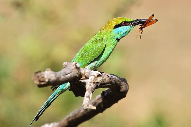 Explore The Beauty Of Udawalawe National Park From South Coast During 01 Day - What the $90 price really covers