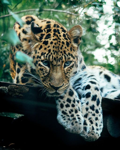 Explore the MAGIC of Sri Lanka in 7days -4 Star hotels Incl. - Day 3: Kandy’s temples and evening dance