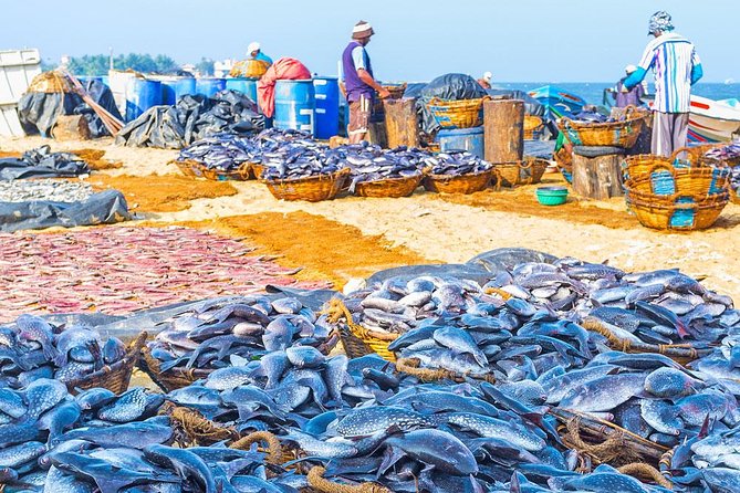 Fishing Village & Mangrove Tour Experince at Negombo (Starting from Colombo) - Key points to know before booking