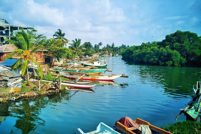 Fishing Village & Mangrove Tour Experince at Negombo (Starting from Colombo) - Negombo Fish Market: fishing life beside the sea