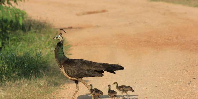From: Ahungalla/Ambalangoda/Kosgoda/Balapitiya - YALA Safari - Key points to know before booking