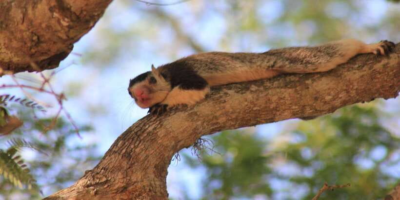 From: Ahungalla/Ambalangoda/Kosgoda/Balapitiya - YALA Safari - Who will enjoy this safari most