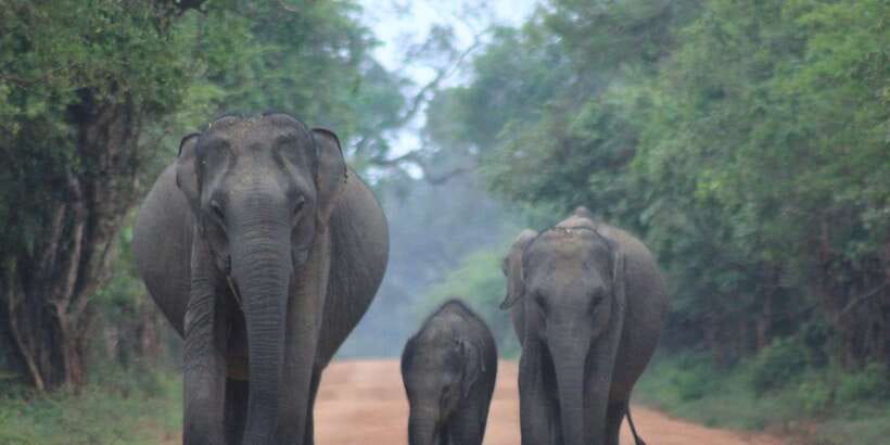From: Ahungalla/Ambalangoda/Kosgoda/Balapitiya - YALA Safari - Why Yala is worth the long road from the coast