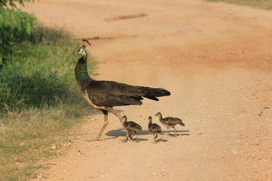 From: Ahungalla/Ambalangoda/Kosgoda/Balapitiya - YALA Safari - The first two-hour game drive at dawn