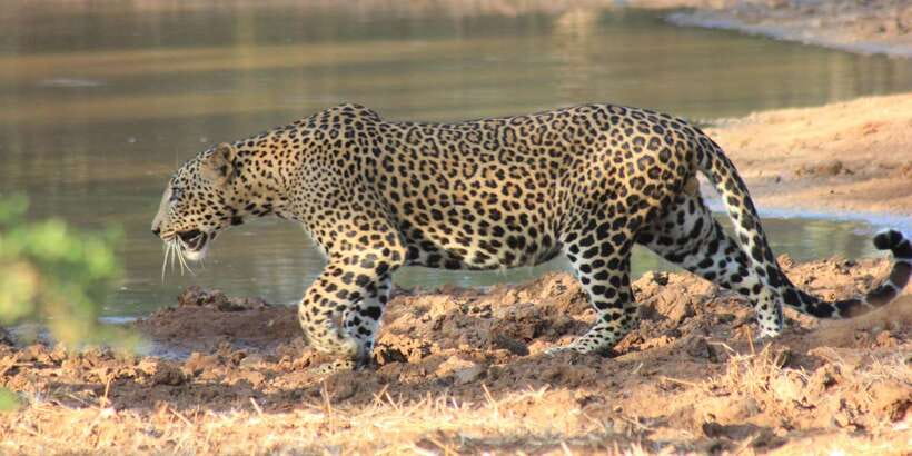 From: Ahungalla/Ambalangoda/Kosgoda/Balapitiya - YALA Safari - The afternoon option and its tradeoffs