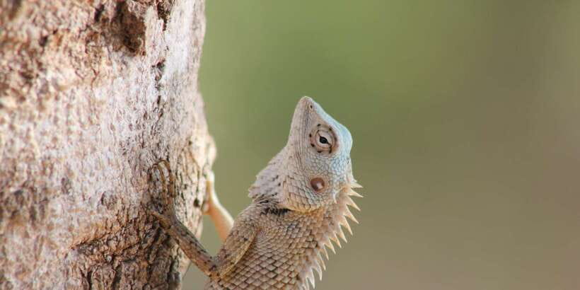 From: Ahungalla/Ambalangoda/Kosgoda/Balapitiya - YALA Safari - What the $105 price really covers