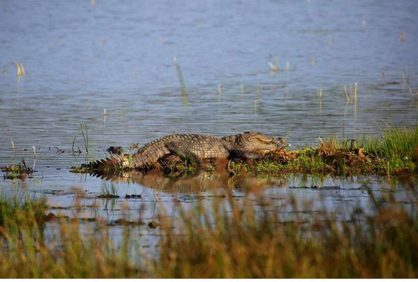 From Anuradhapura: All Inclusive Full Day Safari at Wilpattu - Key points before you book