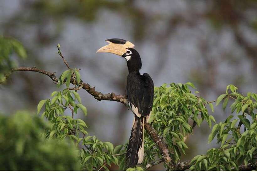 From Anuradhapura: All Inclusive Full Day Safari at Wilpattu - Why Wilpattu makes a different safari day