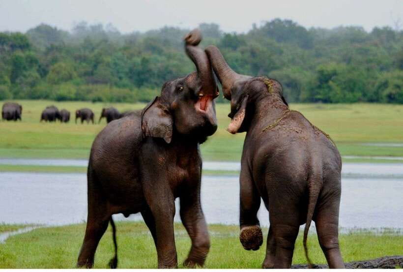 From Anuradhapura: All Inclusive Full Day Safari at Wilpattu - The 6:00 am Wilpattu game drive