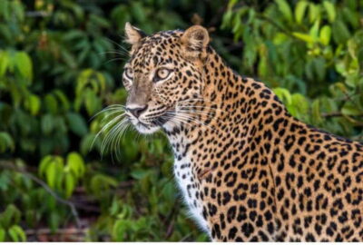 All Inclusive Full Day Safari at Wilpattu