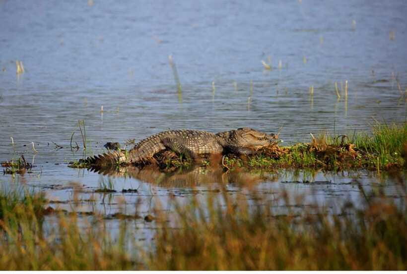 From Anuradhapura: All Inclusive Full Day Safari at Wilpattu - What the willus add to the drive