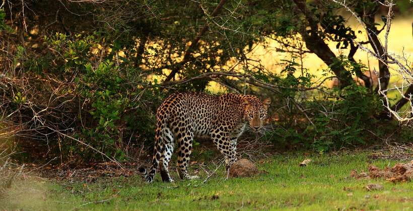 From Anuradhapura: Full Day Wilpattu's Wild Wonders -Private - Leaving Anuradhapura at 5:00 AM