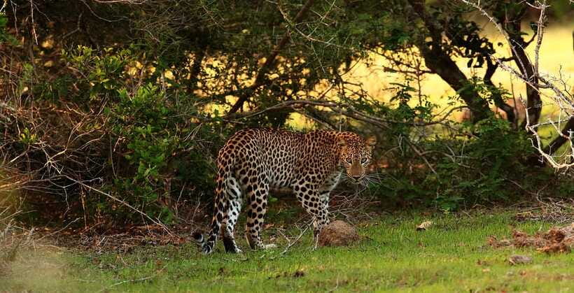 From Anuradhapura: Full Day Wilpattu's Wild Wonders -Private - The Willus and the park’s changing scenery