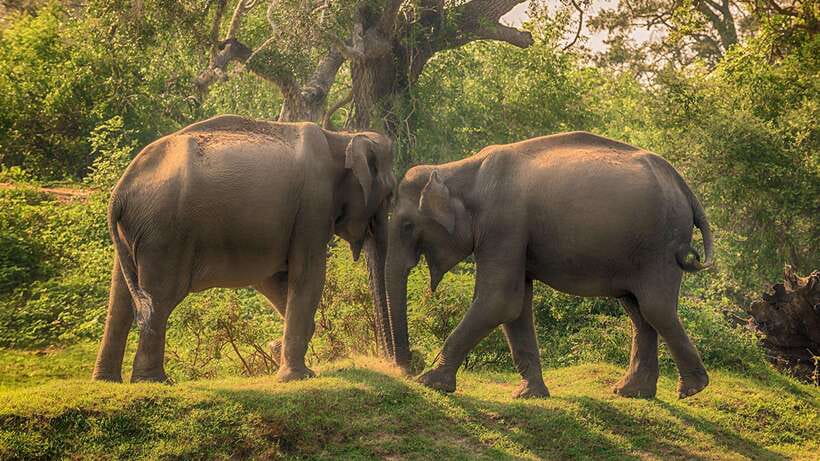 From Anuradhapura: Full Day Wilpattu's Wild Wonders -Private - Returning to Anuradhapura around 5:00 PM