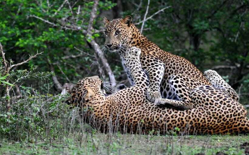 From Anuradhapura: Full Day Wilpattu's Wild Wonders -Private - Who will enjoy this private safari most
