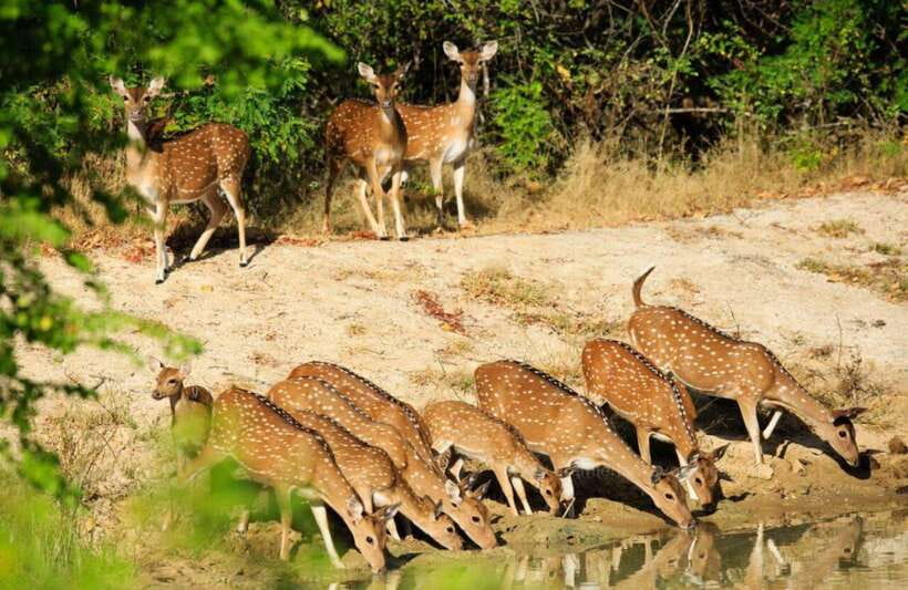 From Anuradhapura: Full Day Wilpattu's Wild Wonders -Private - Entering Wilpattu National Park