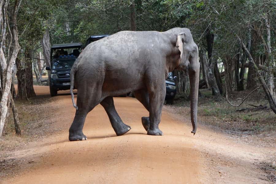 From Anuradhapura:Wilpattu Full-Day Wildlife Safari. - Key Points Before You Book