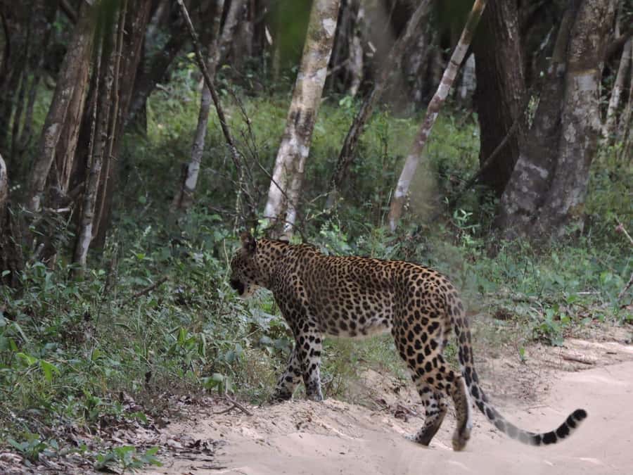 From Anuradhapura:Wilpattu Full-Day Wildlife Safari. - Breakfast Before the Game Drive