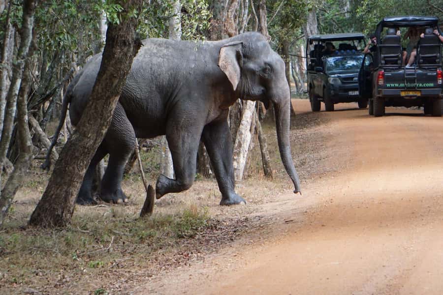 From Anuradhapura:Wilpattu Full-Day Wildlife Safari. - Wildlife Sightings: What You Might See