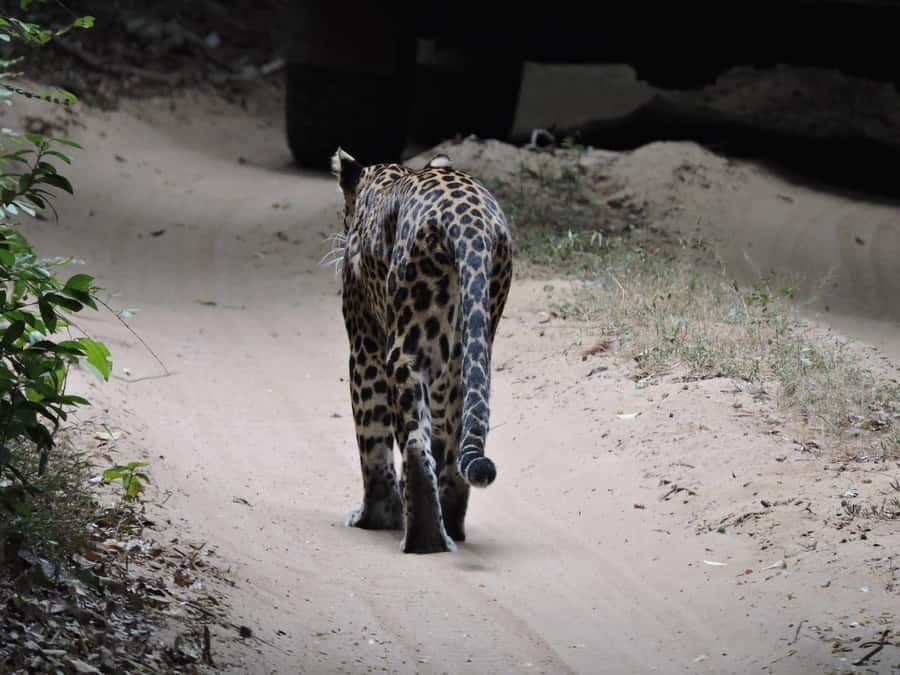 From Anuradhapura:Wilpattu Full-Day Wildlife Safari. - Lunch, Drinks, and the Long Afternoon