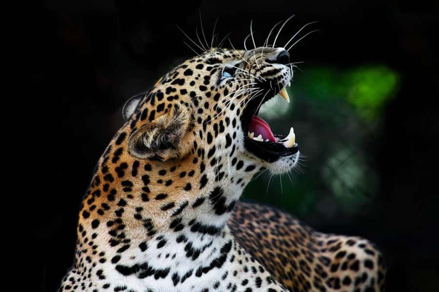 From Anuradhapura:Wilpattu Full-Day Wildlife Safari. - Is the $159 or More Total Worth It?