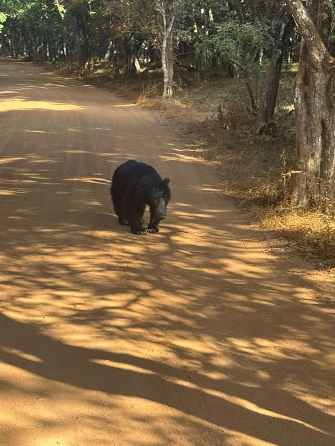 From Anuradhapura:Wilpattu Full-Day Wildlife Safari. - The 5:30 a.m. Pickup From Anuradhapura