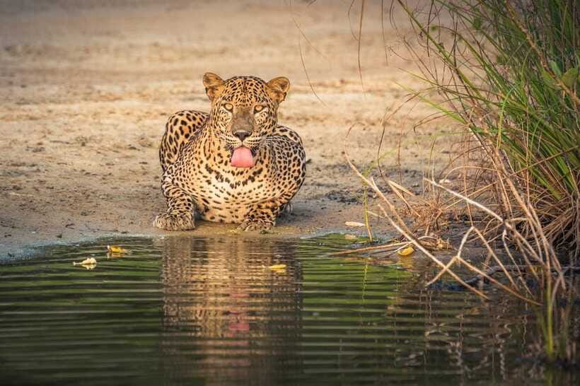From Anuradhapura: Wilpattu National Park Half-Day Safari - Photography stops and what you may see