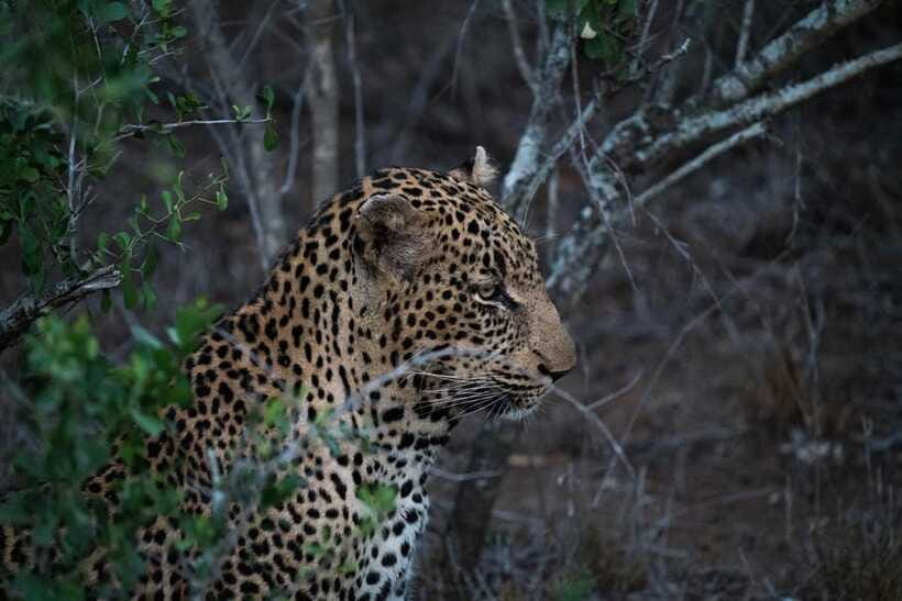 From Anuradhapura: Wilpattu National Park Half-Day Safari - Who will enjoy this Wilpattu safari?