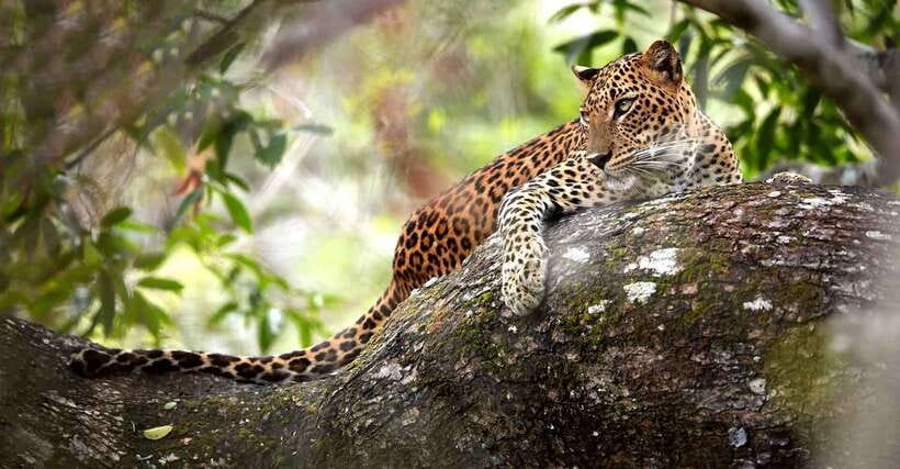 From Anuradhapura: Wilpattu National Park Half-Day Safari - Practical packing advice for a seven-hour day