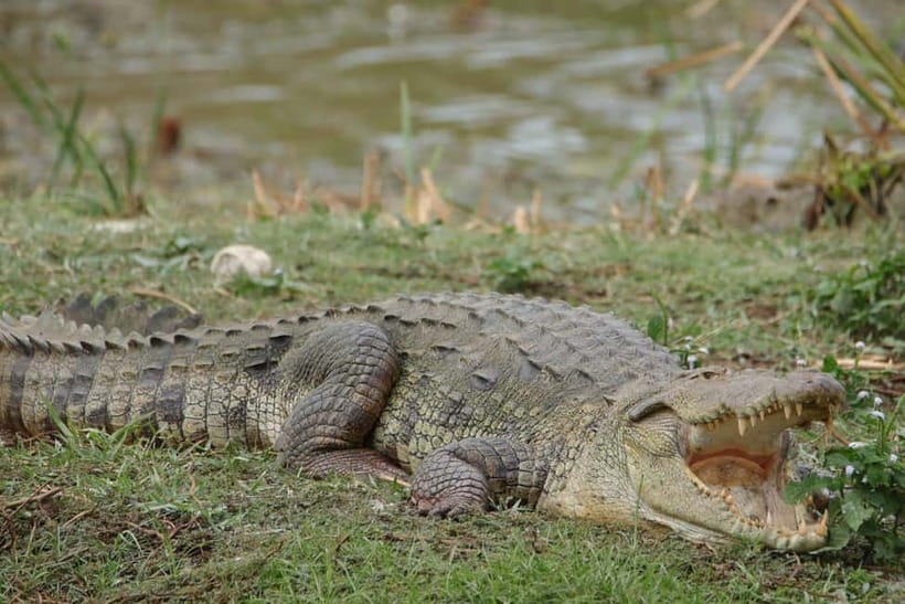 From Anuradhapura: Wilpattu National park Safari - Key points before you book