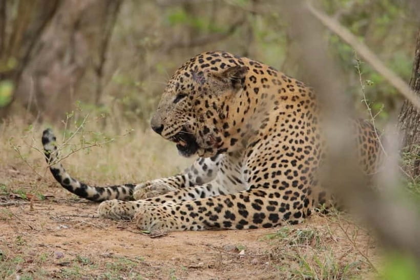 From Anuradhapura: Wilpattu National park Safari - Food, drinks, and the half-day question