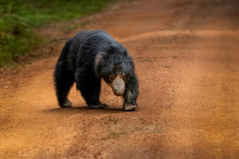 From Anuradhapura: Wilpattu National park Safari - Who should choose this safari?