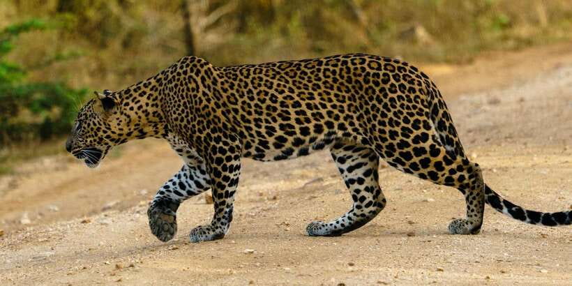 From Arugambay : Yala National Park Safari & Dropoff in Ella - Four hours inside Yala National Park