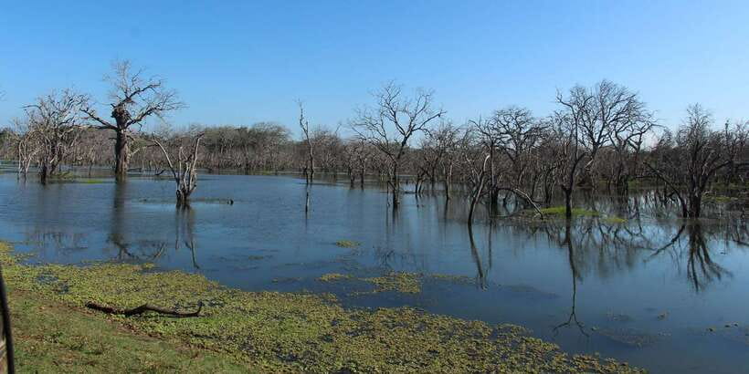 From Arugambay : Yala National Park Safari & Dropoff in Ella - What the 4x4 setup means for your comfort