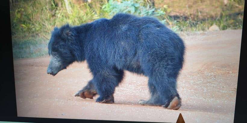 From Arugambay : Yala National Park Safari & Dropoff in Ella - The early pickup and road transfer