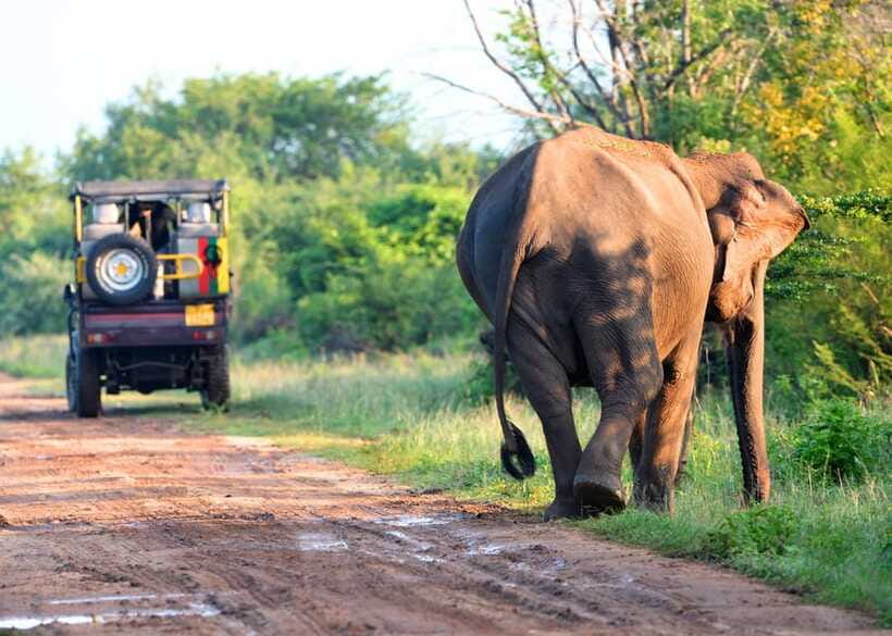 From Bentota: Elephant Transit Camp and Udawalawe Safari - What to bring and what to leave behind