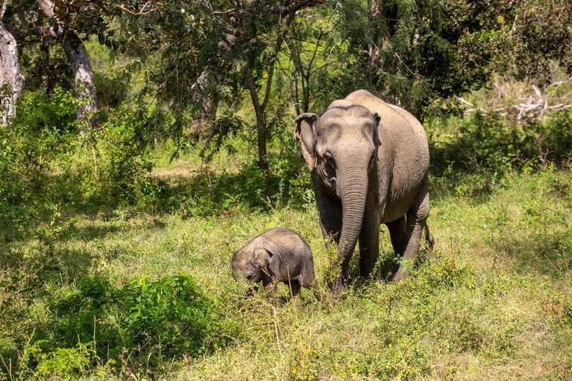 From Bentota: Elephant Transit Camp and Udawalawe Safari - Ambalangoda’s masks explain a living art