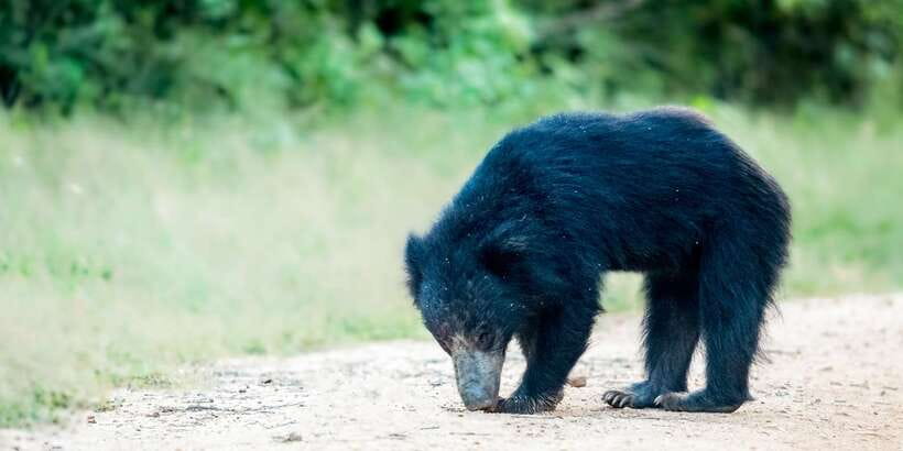 From Bentota: Full-Day Yala National Park Safari Tour - Key points to know before booking