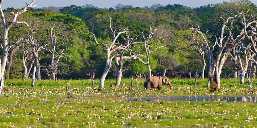 From Bentota: Full-Day Yala National Park Safari Tour - The leopard question