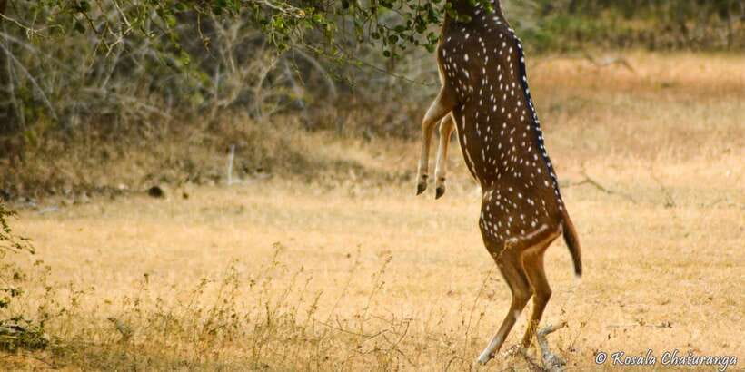 From Bentota: Full-Day Yala National Park Safari Tour - How much safari time will you get?