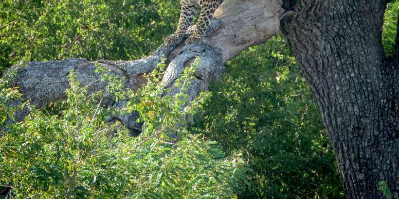 From Bentota: Full-Day Yala National Park Safari Tour - Lunch is convenient, but budget for it separately