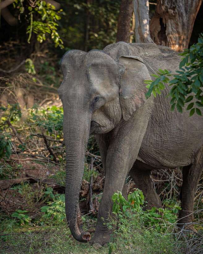 From Bentota - Yala National Park Full Day Safari Tour - Scenery beyond the animals