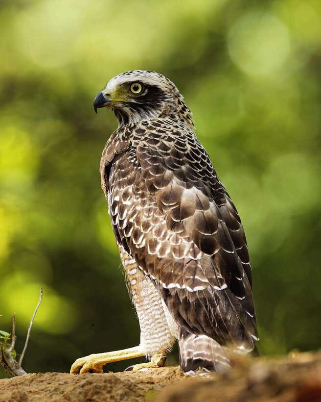 From Bentota - Yala National Park Full Day Safari Tour - Cancellation and booking flexibility