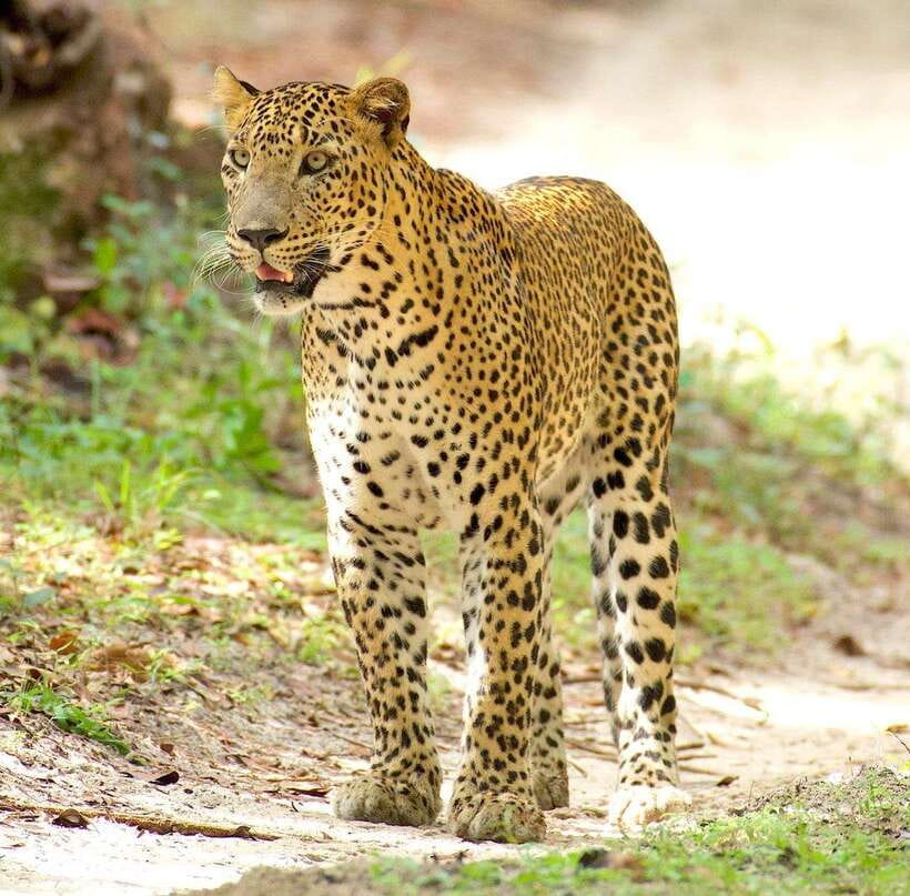 From Bentota - Yala National Park Full Day Safari Tour - The early pickup and the road to Yala